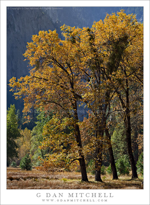 Autumn Oak Trees, Cliff Face - Yosemite Valley