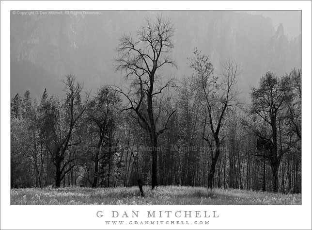 Barren Trees, Leidig Meadow