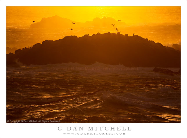 Sea Lions and Gulls, Sunset - Point Lobos