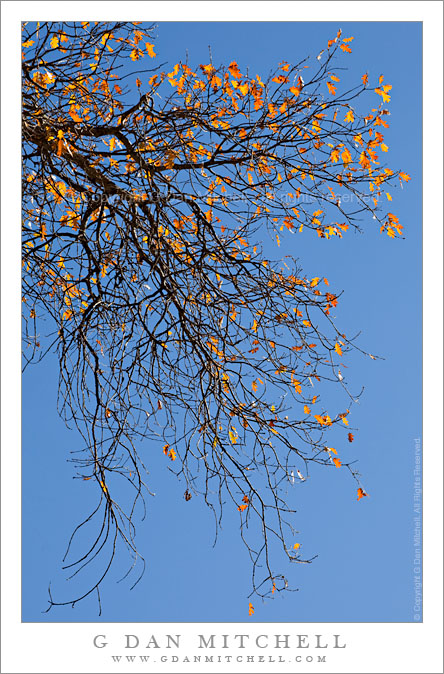 Autumn Black Oak Leaves and Branches, Sky