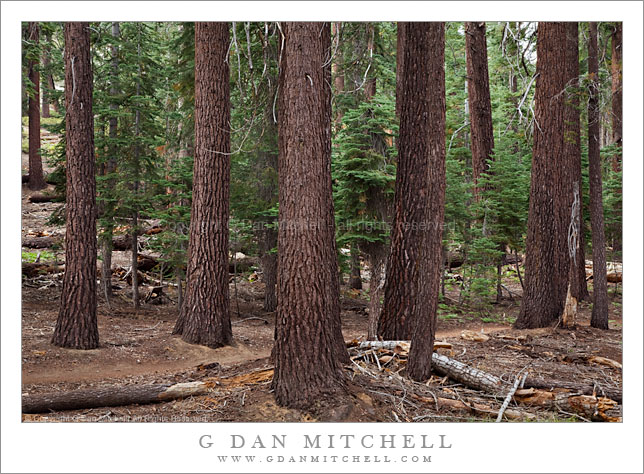 Forest Trail