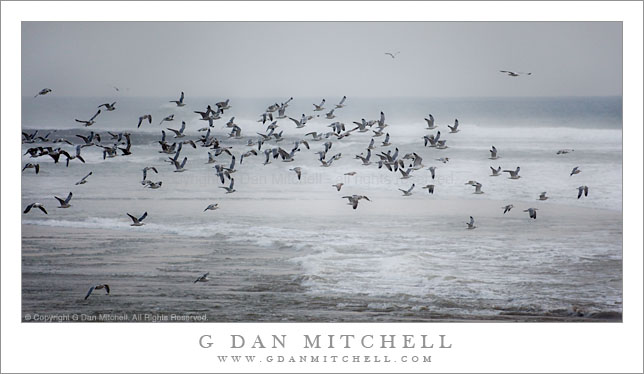 Gulls Taking Flight, Near Waddell Creek Gulls Taking Flight, Near Waddell Creek