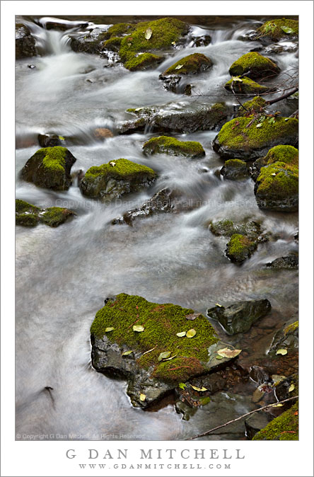 Redwood Creek, Muir Woods Redwood Creek, Muir Woods