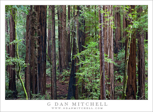 Redwood Grove, Muir Woods