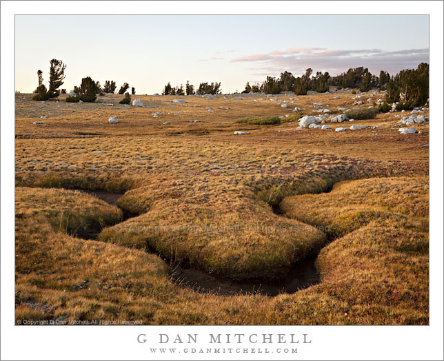 Subalpine Meadow, Evening - Evelyn Lake Subalpine Meadow, Evening - Evelyn Lake