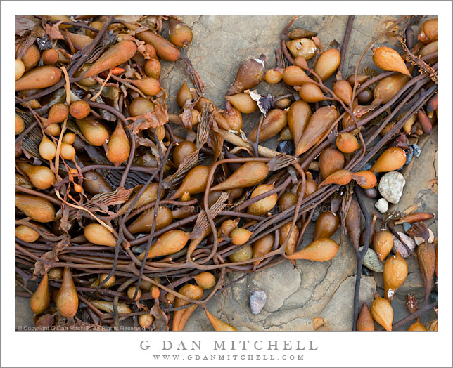 Kelp Detail #1, Weston Beach Kelp Detail #1, Weston Beach