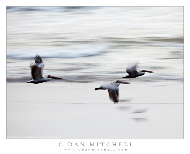 Three Pelicans In Low-Level Flight Three Pelicans In Low-Level Flight