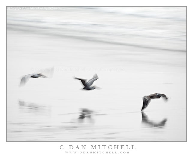 Three Pelicans Skimming the Beach Three Pelicans Skimming the Beach