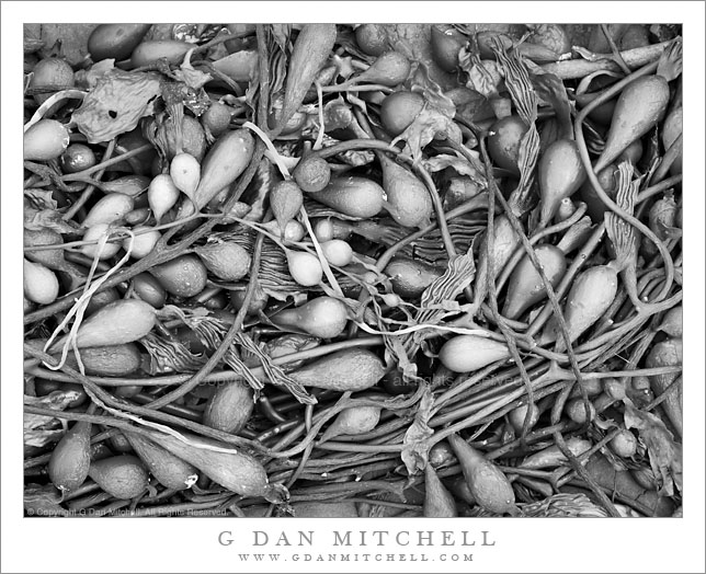 Kelp, Weston Beach Kelp, Weston Beach