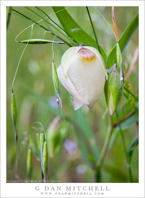 Chinese Lantern Flower and Grasses Chinese Lantern Flower and Grasses