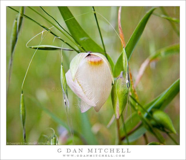 Chinese Lanterns and Grasses Chinese Lanterns and Grasses