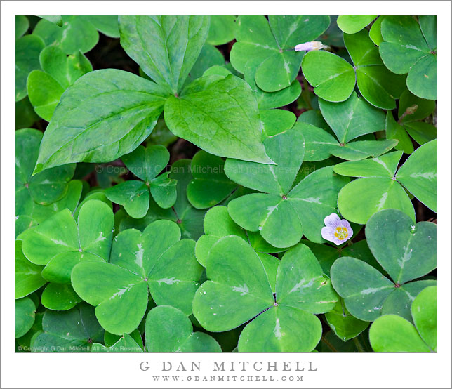 Oregon Oxalis and Trillium, Muir Woods Oregon Oxalis and Trillium, Muir Woods