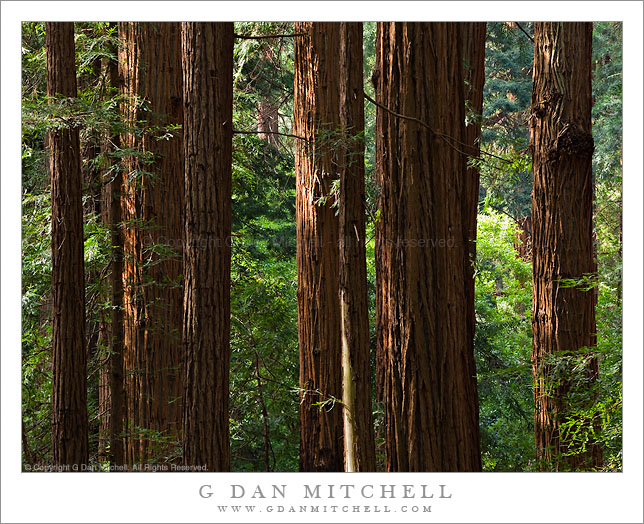 muir woods