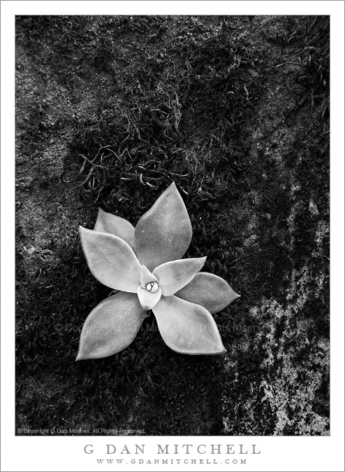 Succulent Plant Growing on Rock Succulent Plant Growing on Rock