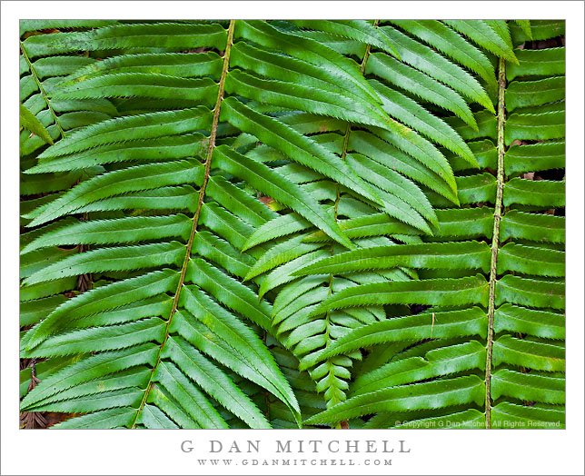 Late Winter Ferns, Muir Woods Late Winter Ferns, Muir Woods