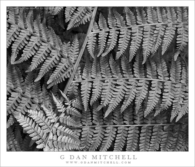 FernsSpringMuirWoodsBW20100508 Spring Ferns, Muir Woods