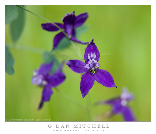 Larkspur Blossoms Larkspur Blossoms