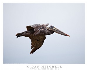 Solo Pelican in Flight Solo Pelican in Flight