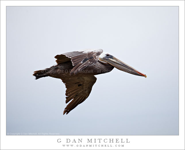 Solo Pelican in Flight Solo Pelican in Flight