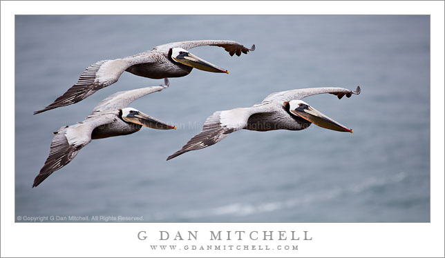 Pelican Trio