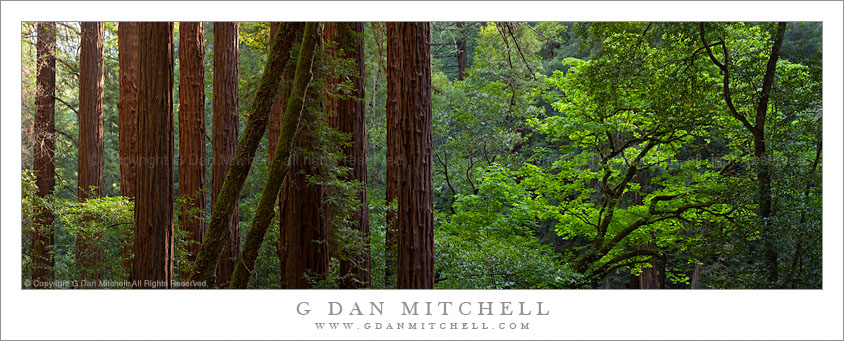 RedwoodGroveHillsideTrailPano20100508 Redwood Grove Panorama