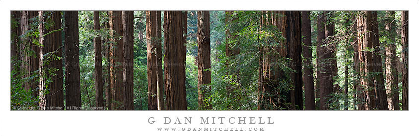 Redwood Grove Panorama Redwood Grove Panorama
