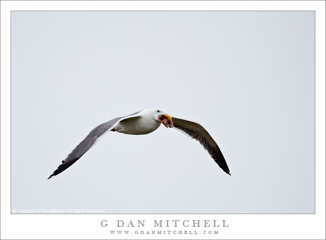 Seagull in Flight with Starfish Seagull in Flight with Starfish