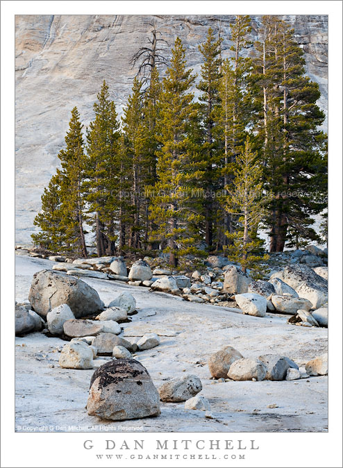 Lodgepole Grove and Boulders - Lembert Dome Lodgepole Grove and Boulders - Lembert Dome