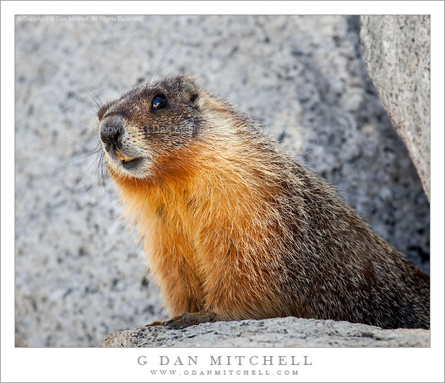 Marmot and Rocks Marmot and Rocks