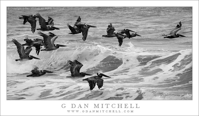 Pelicans and Surf Pelicans and Surf