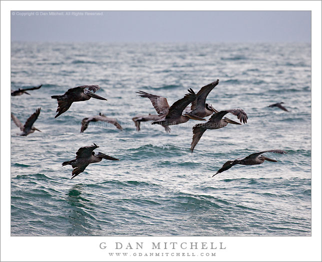 Pelicans Turn Toward the Horizon Pelicans Turn Toward the Horizon