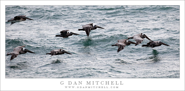 Pelicans Skimming the Waves Pelicans Skimming the Waves