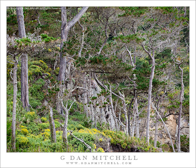 Cliffside Forest, Point Lobos Cliffside Forest, Point Lobos