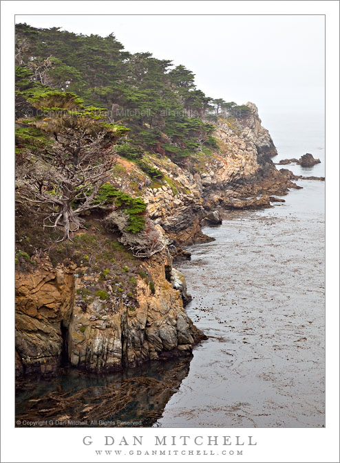 North Shore Cypress Groves, Fog North Shore Cypress Groves, Fog