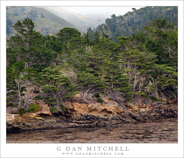 Shoreline Forest, Whalers Cove Shoreline Forest, Whalers Cove