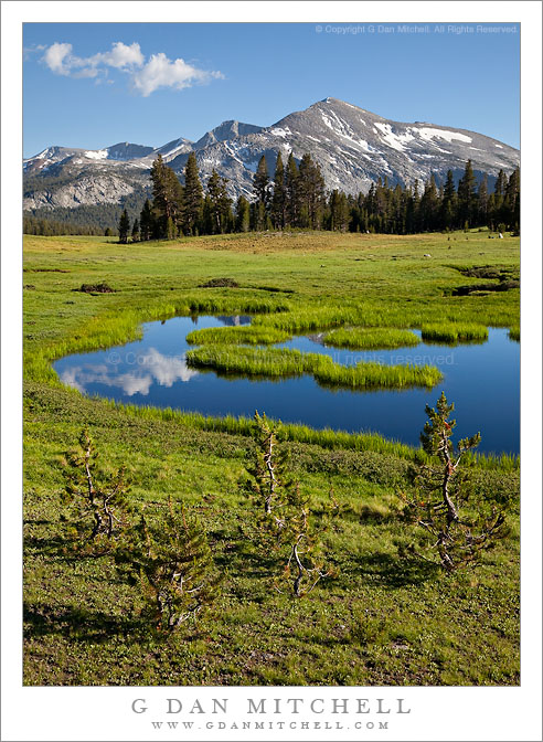 Young Trees and Pond, Dana Meadows