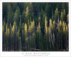 Lodgepole Forest, First Light Lodgepole Forest, First Light