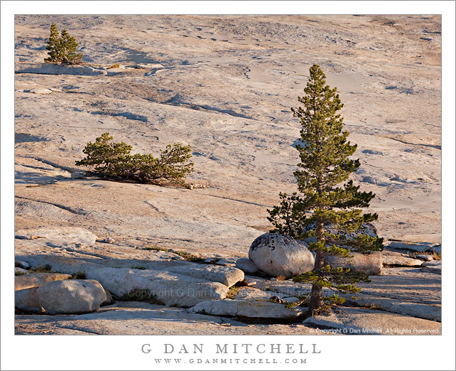 Trees and Granite Slabs Trees and Granite Slabs