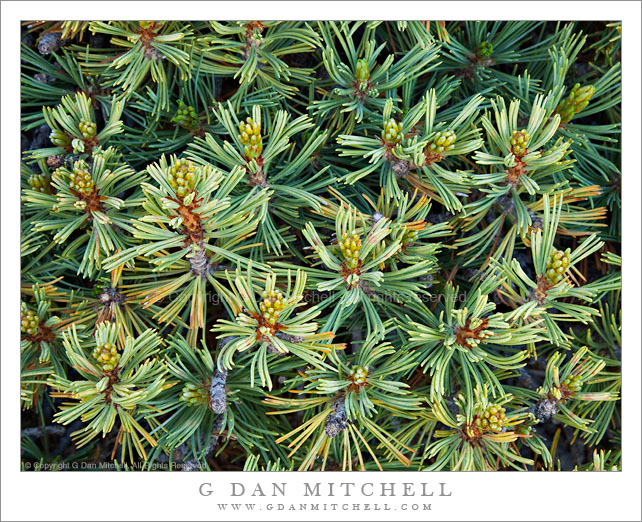 Detail, White Bark Pine Detail, White Bark Pine