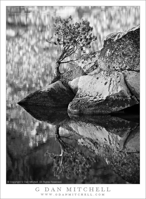 LowerYoungLakeTreeRockReflection20100915 Tree and Rocks, Lower Young Lake