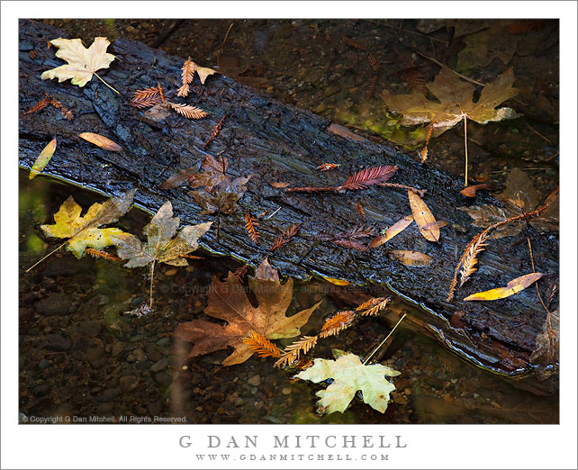 Autumn Leaves, Redwood Creek Autumn Leaves, Redwood Creek