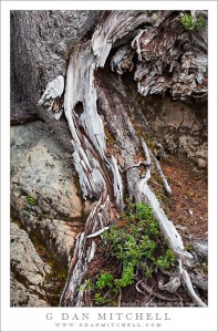 Roots and Rocks