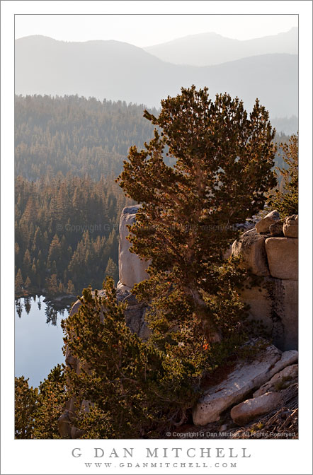 Tree and Cliff Above Middle Young Lake