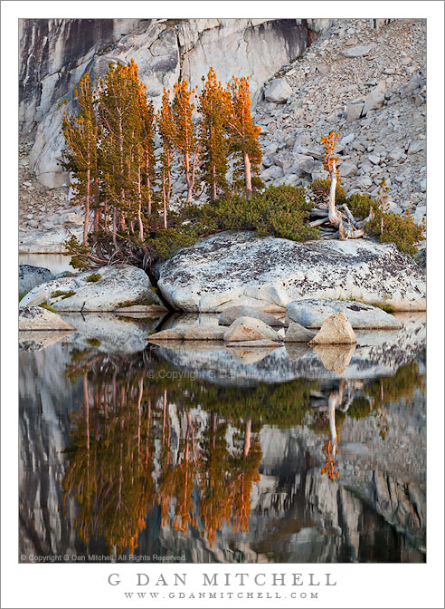 Last Light on Trees, Upper Young Lake