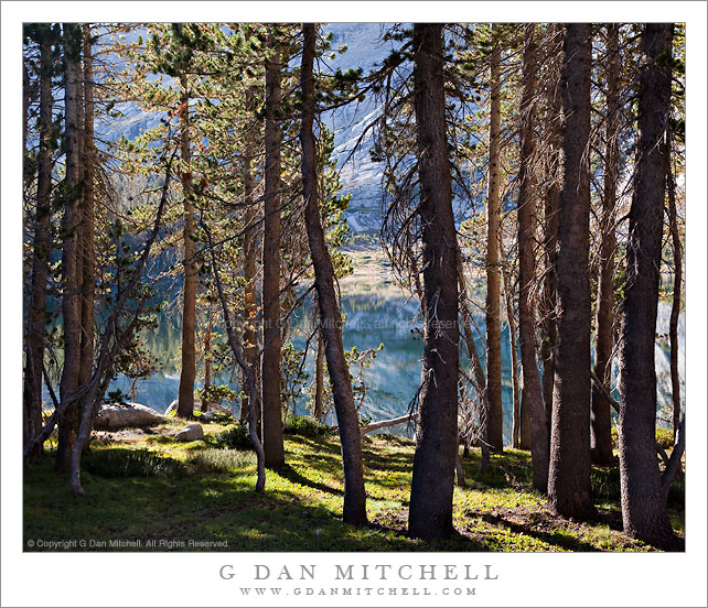 Shoreline Forest, Lower Young Lake Shoreline Forest, Lower Young Lake