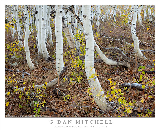 Aspen Grove, Dunderberg Road Aspen Grove, Dunderberg Road