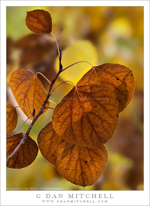 Brown Aspen Leaves