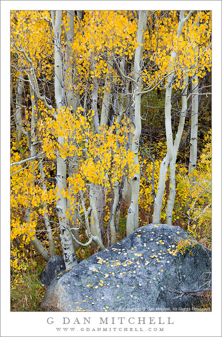 Aspens and Boulder Aspens and Boulder