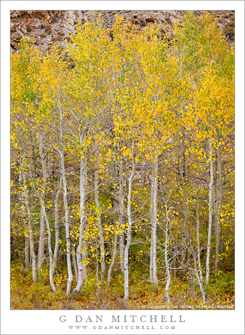 Slender Aspens, Bishop Creek