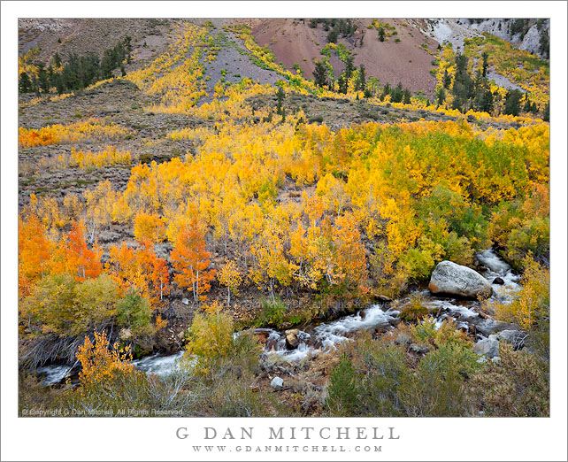 Aspen Grove, South Fork, Bishop Creek